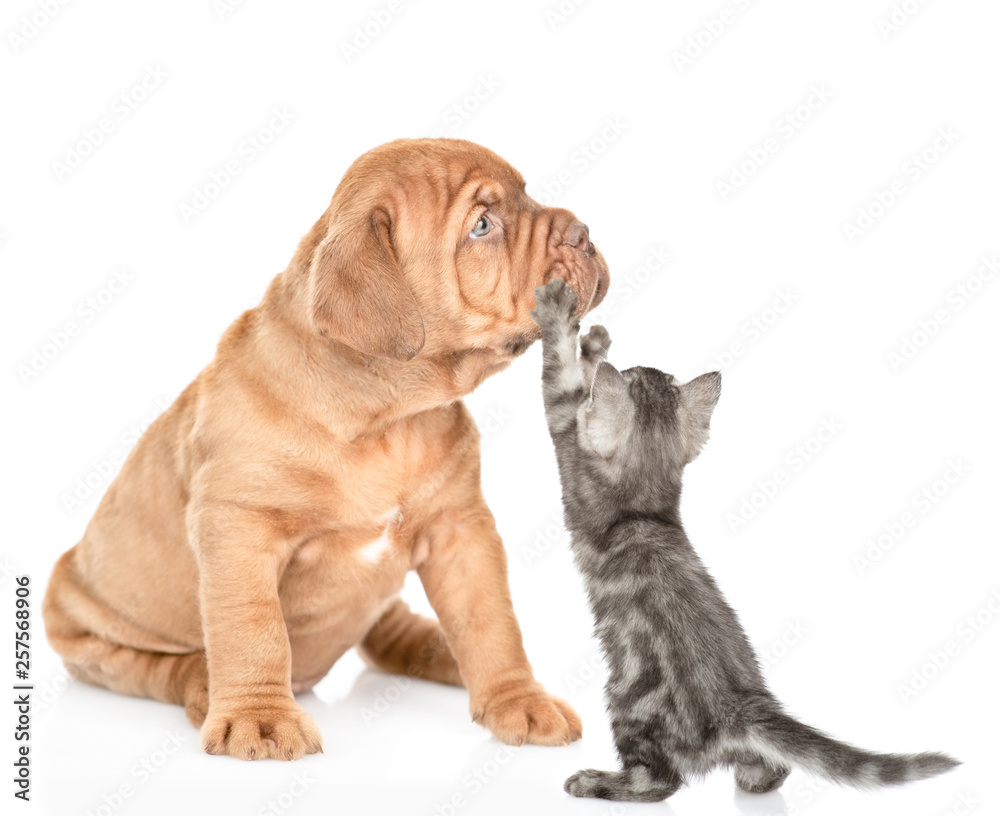 Playful kitten with mastiff puppy. isolated on white background