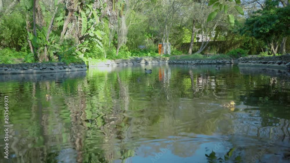 Nature Daylight Countryside Park Grass Leave Leaves Brunch Trunk Trees Tree Green Water Duck Goose Geese Birds Pigeon Lake Swamp Steady Shot 4K
