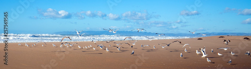 Seagulls flying on peninsula of sand between Pacific ocean and the Santa Maria river at the Rancho Guadalupe Sand Dunes Preserve on the central coast of California United States