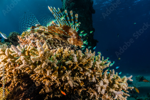 Lion fish in the Red Sea colorful fish, Eilat Israel