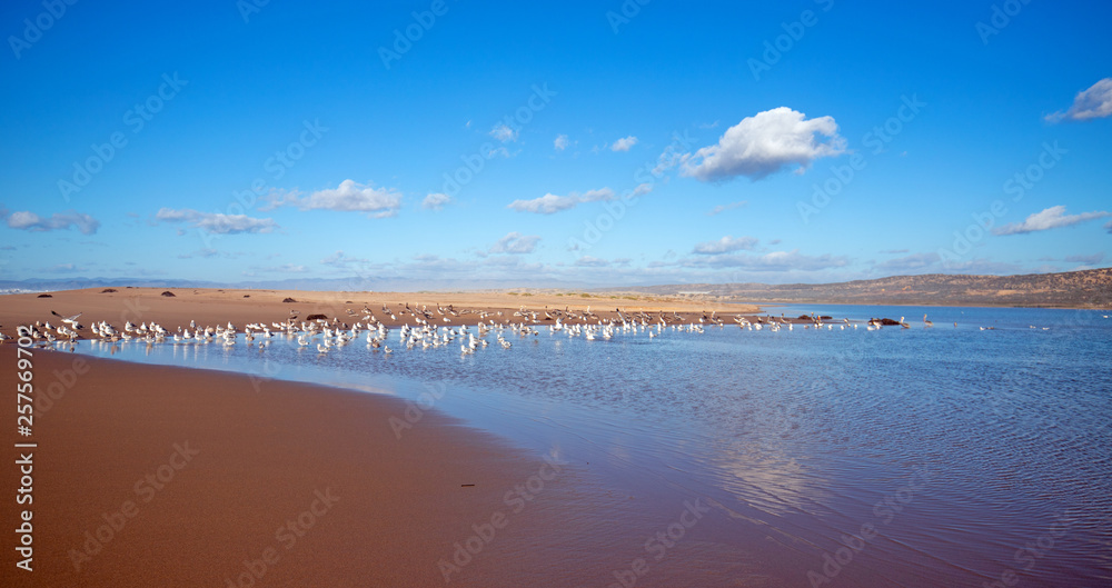 Seagulls on peninsula of sand between Pacific ocean and the Santa Maria river at the Rancho Guadalupe Sand Dunes Preserve on the central coast of California United States