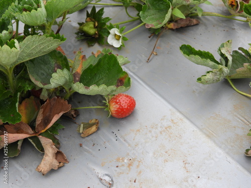 growing strawberry in a foggy morning photo