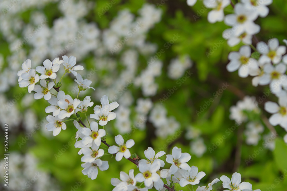 white flowers of apple tree in spring