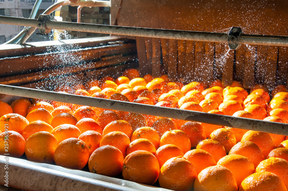 The process of washing and cleaning of citrus fruits in a modern production line