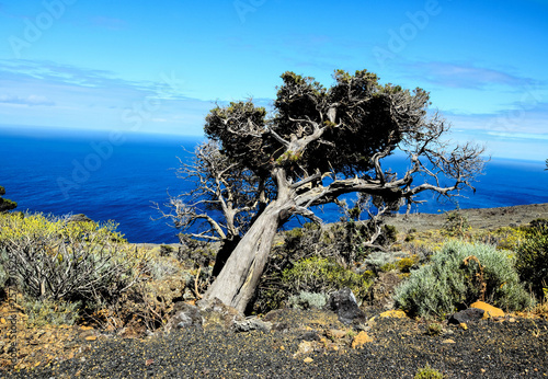 Gnarled Juniper Tree Shaped By The Wind photo