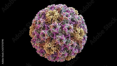Human Papilloma Virus (HPV) Capsid Structure based on PDB : 3J6R, 360 degree rotation loop