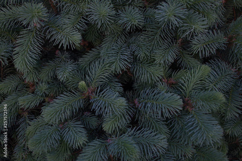 green christmas background