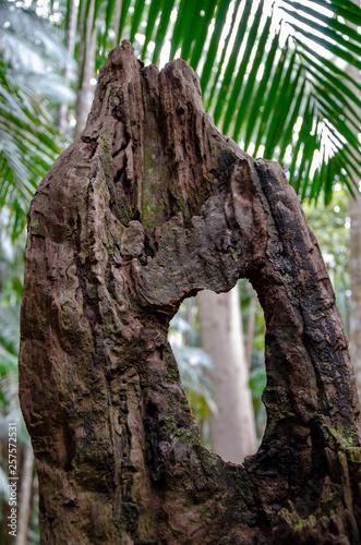 An unusally shaped hole in a tree truck found in a tropical forest photo