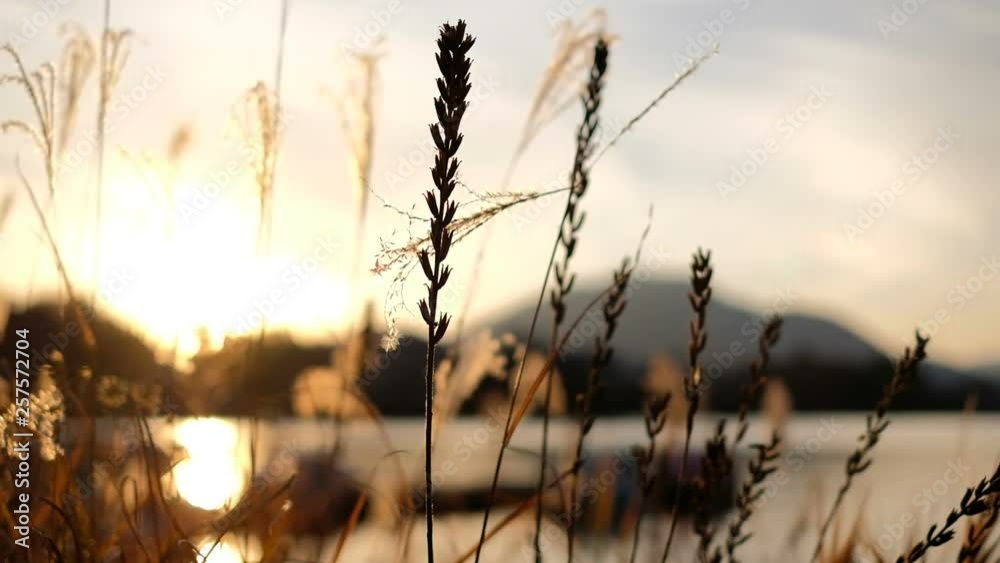 Beautiful sunset scene with grass field and wind blowing Beautiful sunset scene with grass field and wind blowing