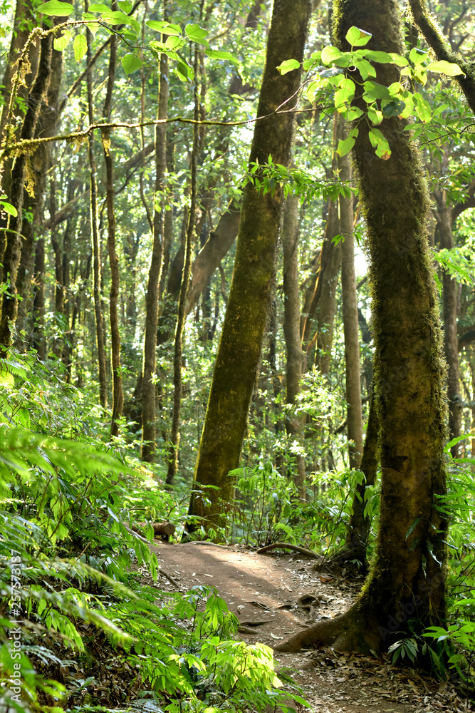 Evergreen forest trees environment, ecology of green tree in tropical forest, good environment concept, deep jungle ecology background, green tropical rainforest environment, green forest tree ecology Evergreen forest trees environment, ecology of green tree in tropical forest, good environment concept, deep jungle ecology background, green tropical rainforest environment, green forest tree ecology