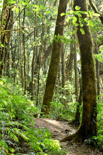 Evergreen forest trees environment, ecology of green tree in tropical forest, good environment concept, deep jungle ecology background, green tropical rainforest environment, green forest tree ecology