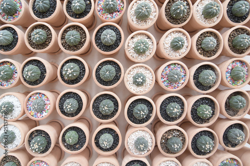 Top view close up image on many kind of cute cactus in small round flowerpots, plant growth in business farm for sell, cactus shop background, cactus garden background, cute house plant background