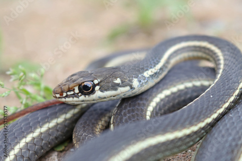 California Striped Racer Snake (Coluber lateralis) © Nathan