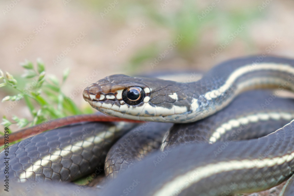 California Striped Racer Snake (Coluber lateralis) California Striped Racer Snake (Coluber lateralis)