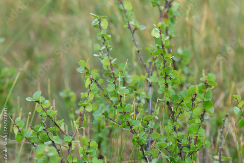 Foto Dwarf birch, Betula nana