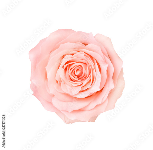 Pink rose flower isolated on white background