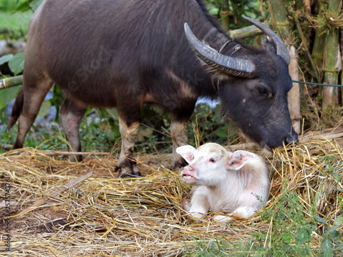 Big black thai buffalo has white baby, recessive and dominant gene of Mendel law, uncommon color skin, rare albinism animal, rare albinism animal of recessive gene, mom and clildren thai buffalo