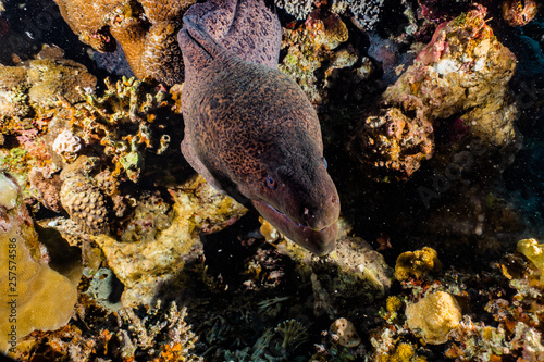 Moray eel Mooray lycodontis undulatus in the Red Sea  eilat israel