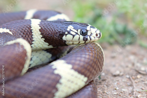 фотографія California Kingsnake, Banded (Lampropeltis getula californiae)