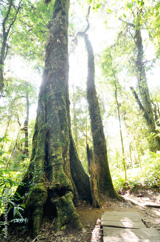 Blurred image of tall big tree in jungle, evergreen forest environment, moss ecology on wood bark, good forest ecology, nature landscape, nature rainforest tree environment, nature forest tree ecology