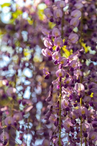 Close-up beautiful full bloom of Purple pink Wisteria blossom trees flowers in springtime sunny day at Ashikaga Flower Park  Tochigi prefecture  Famous travel destination in Japan