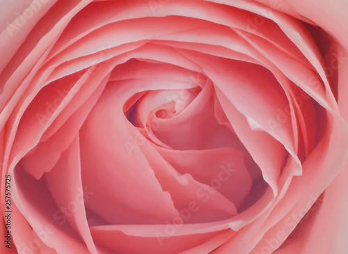 Top view close up photo of pink rose flower, flowery texture, petals pattern as background, flowery overlay template for an art work, rose flower, pink rose, pink flowery, petal pattern, petal texture