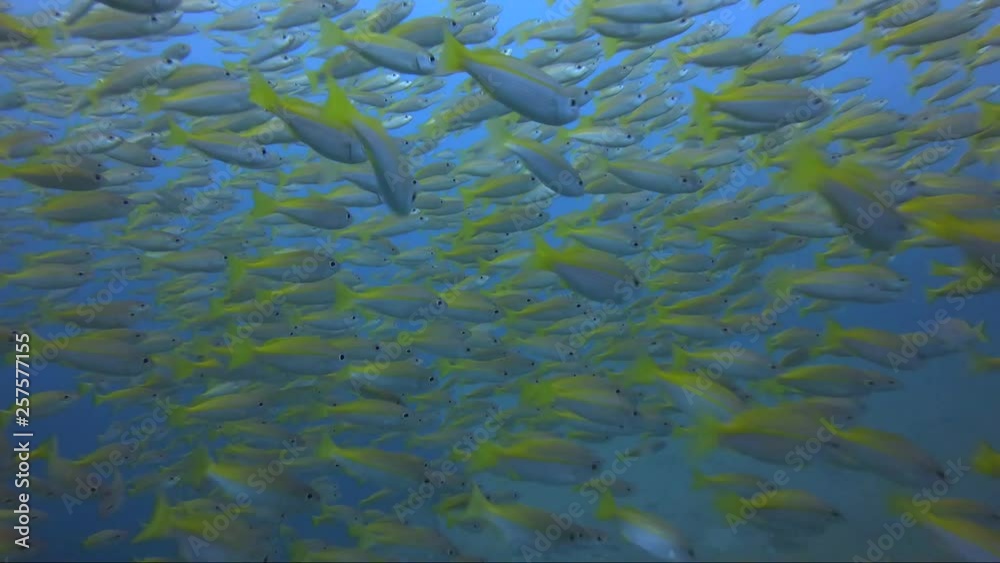 Moving through a school of yellow fuseliers in blue water. Moving through a school of yellow fuseliers in blue water.