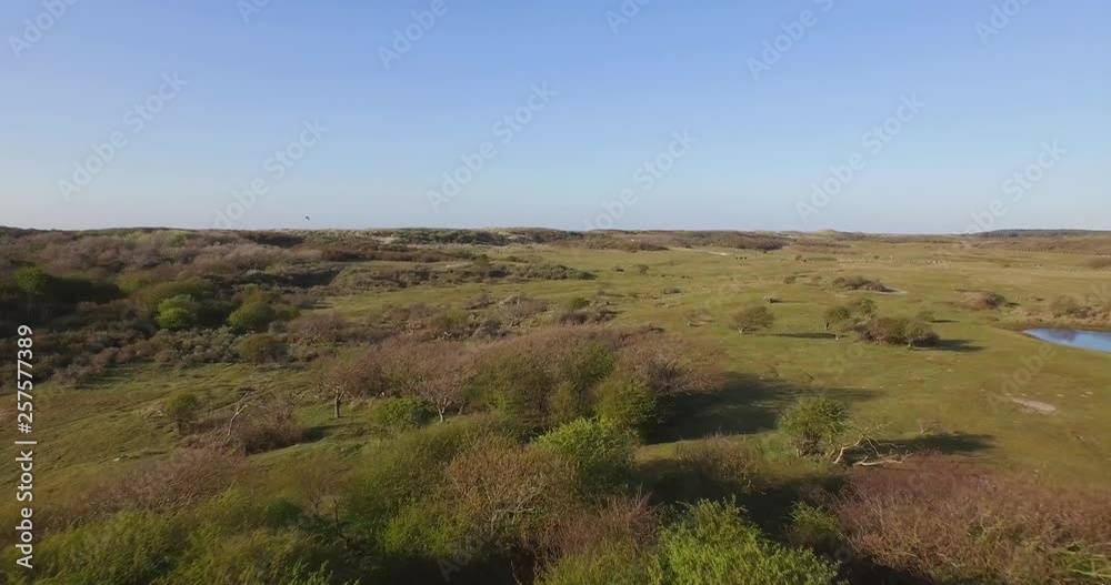 Aerial: The dune nature reserve of Oostkapelle with grazing ponies Aerial: The dune nature reserve of Oostkapelle with grazing ponies