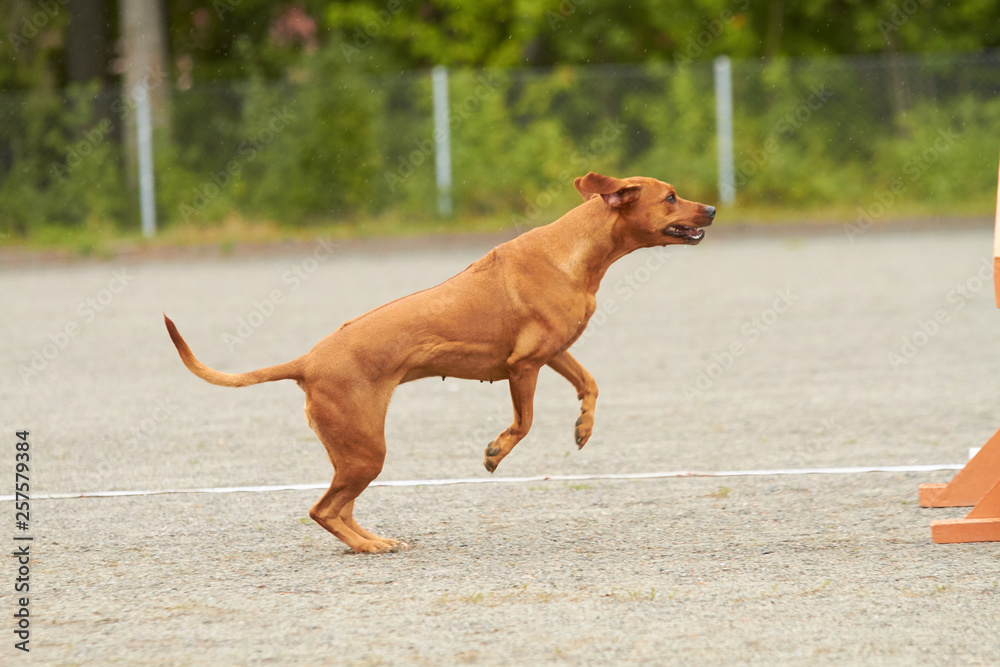 Rhodesian dog jumping on an agility training on a dog playground. Rhodesian dog jumping on an agility training on a dog playground.