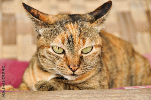 brown eyed cat © baitong333
