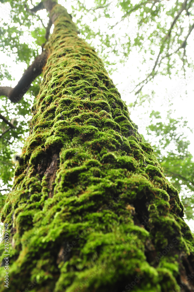 Fototapeta premium green moss on tree bark
