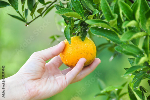 Picking Orange Harvest