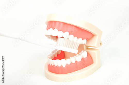 dentist cleaning dental jaw model with toothbrush