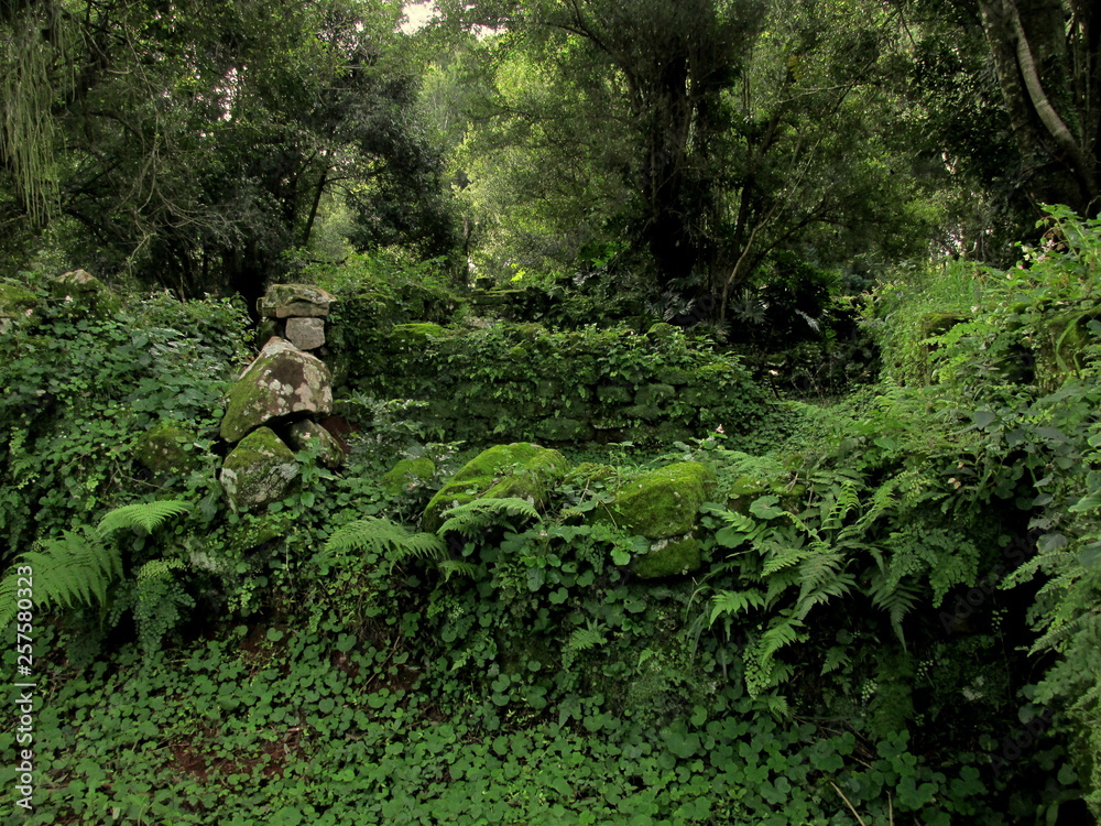 la selva invade las ruinas de una iglesia la selva invade las ruinas de una iglesia