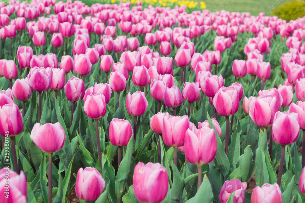 field of pink tulips field of pink tulips