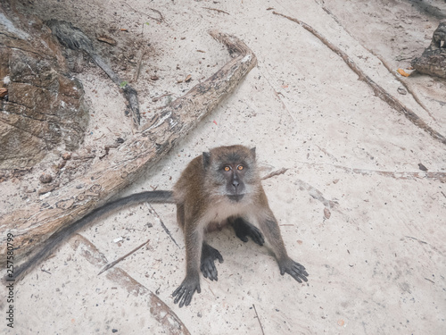 Thailand Monkey