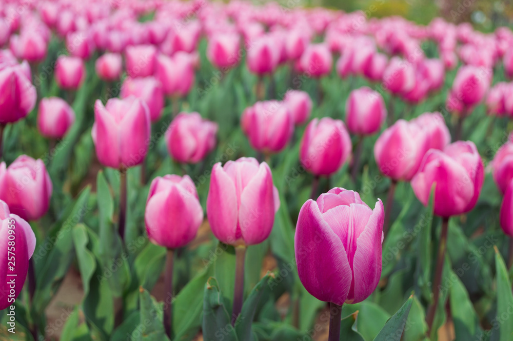 pink tulips in the garden