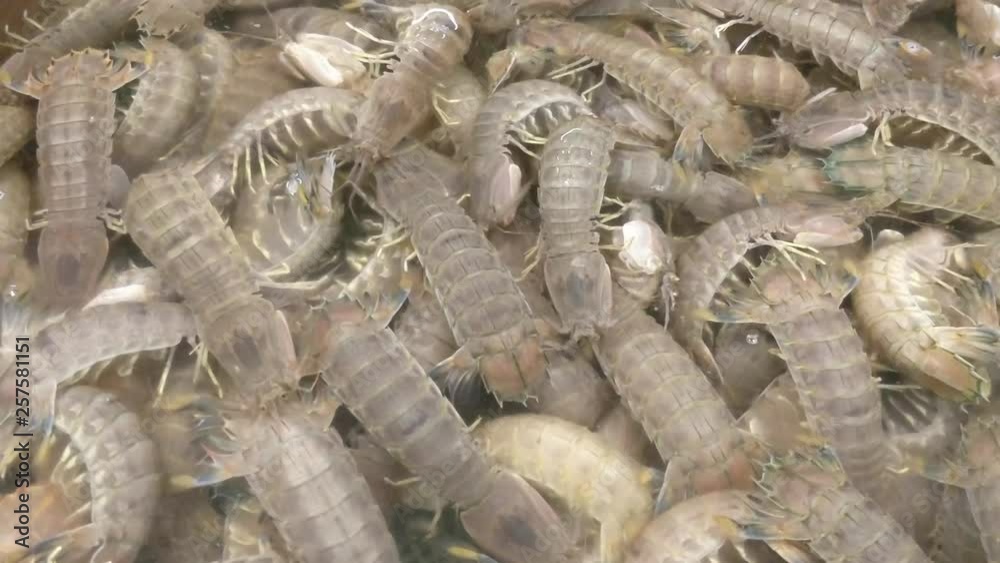 Mantis shrimp swimming in shallow water in a chinese fresh market Mantis shrimp swimming in shallow water in a chinese fresh market