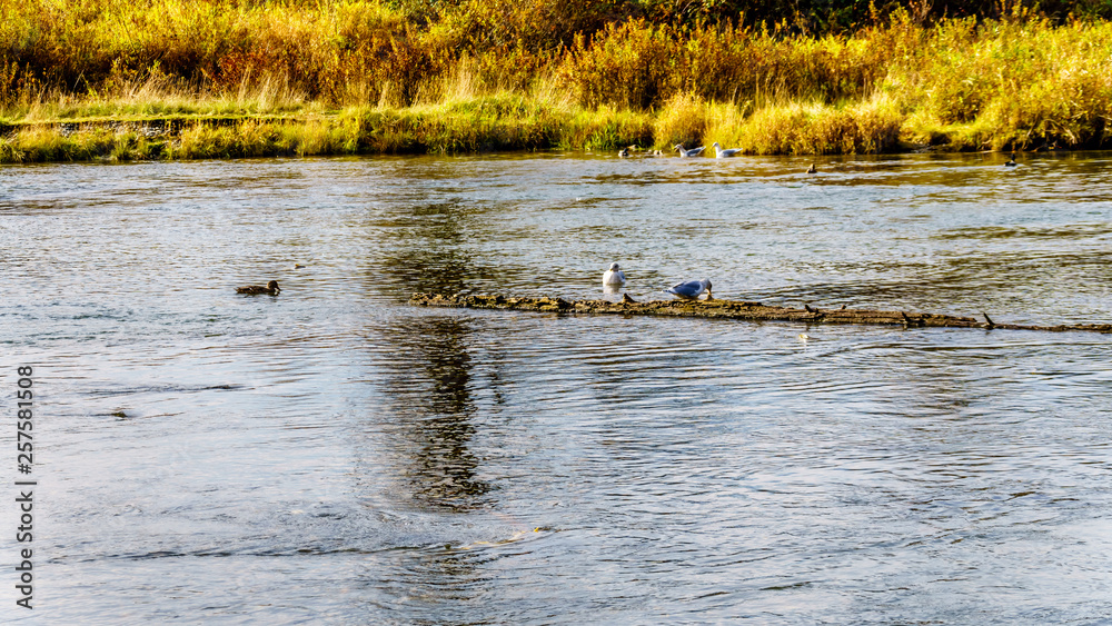 Seagulls scavaging on spawning salmon in the Stave River downstream of the Ruskin Dam at Hayward Lake near Mission, British Columbia, Canada Seagulls scavaging on spawning salmon in the Stave River downstream of the Ruskin Dam at Hayward Lake near Mission, British Columbia, Canada