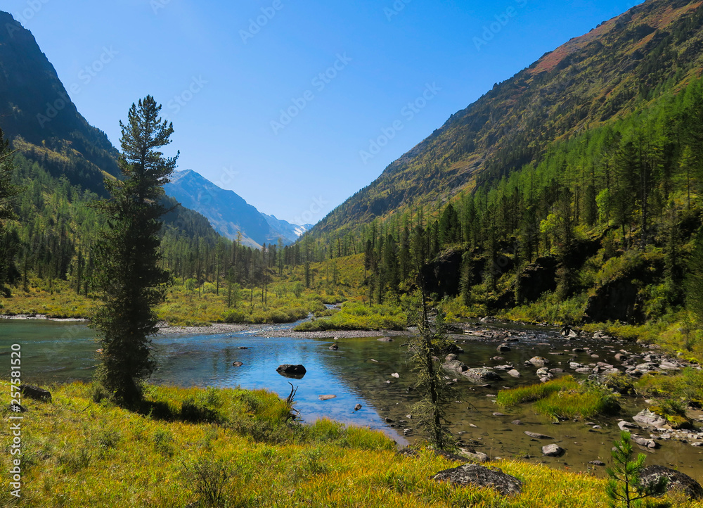 Flowing forest mountain river. Altai mountains. Siberia. Russia