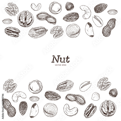 Nut and seed collection, hand draw vector.
