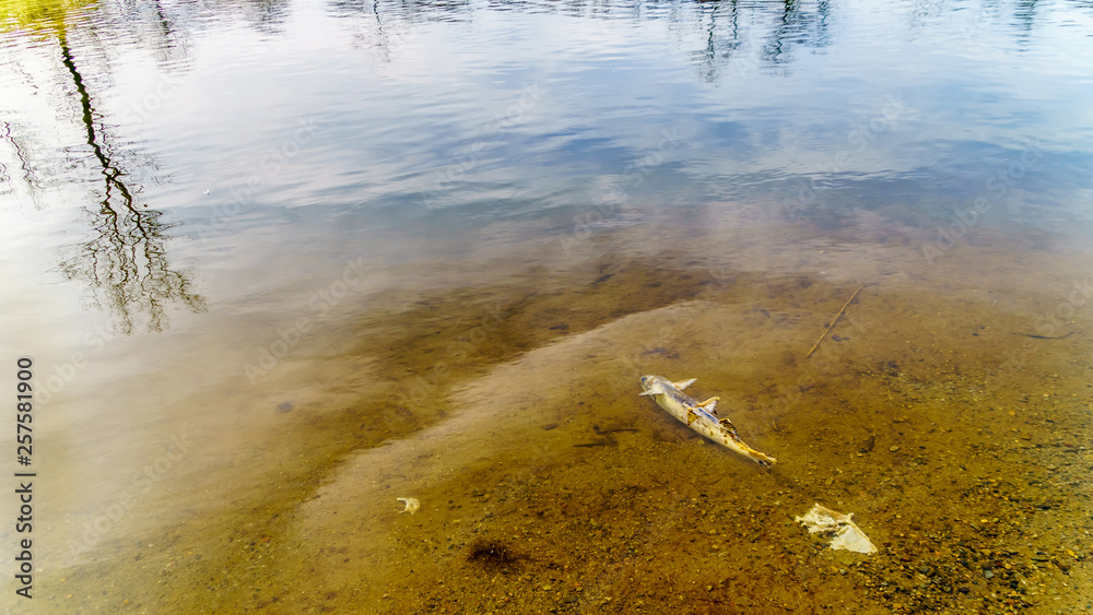 Dead Pink Salmon after spawning in the Stave River downstream of the Ruskin Dam at Hayward Lake near Mission, British Columbia, Canada Dead Pink Salmon after spawning in the Stave River downstream of the Ruskin Dam at Hayward Lake near Mission, British Columbia, Canada