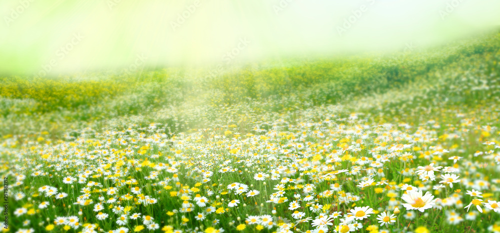 Fototapeta premium Meadow with a flower of camomiles