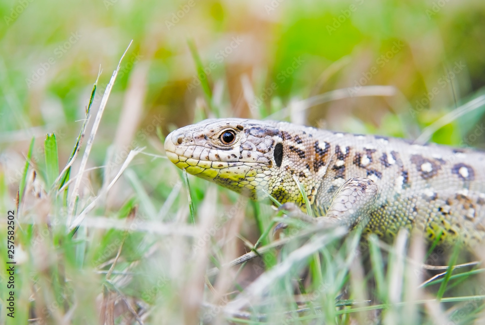 garden lizard garden lizard