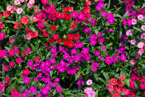 Beautiful colorful flower background.