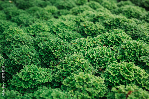 Green leaf background. © artit