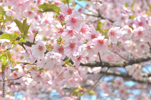 大漁桜