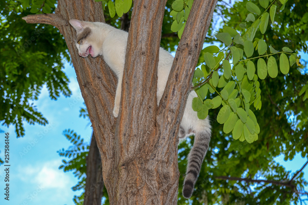 meowing cat on a tree