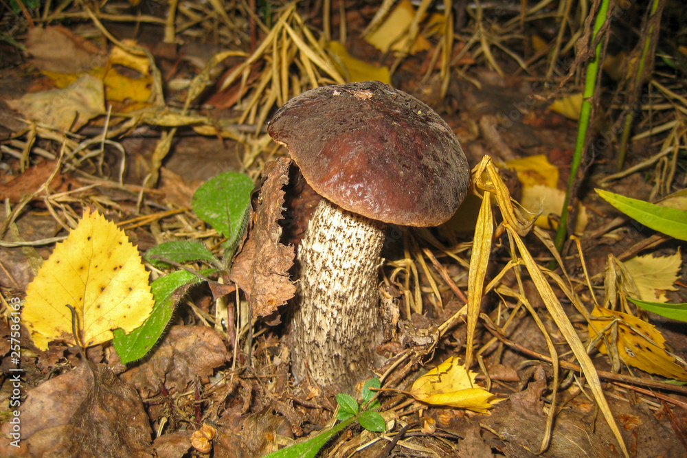 growing mushroom in the grass