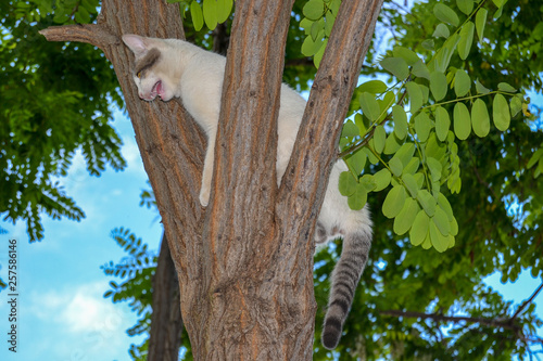 Obraz na płótnie meowing cat on a tree w salonie